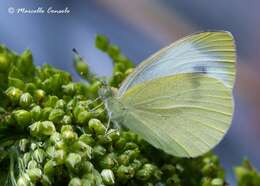 Image of Southern Small White