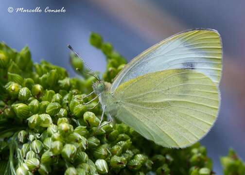 Sivun Pieris kuva