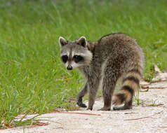 Image of Raccoons