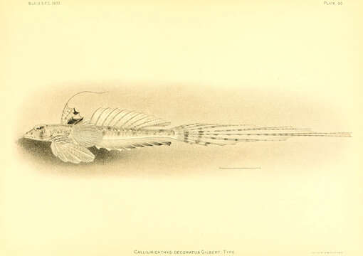 Image of Decorated dragonet