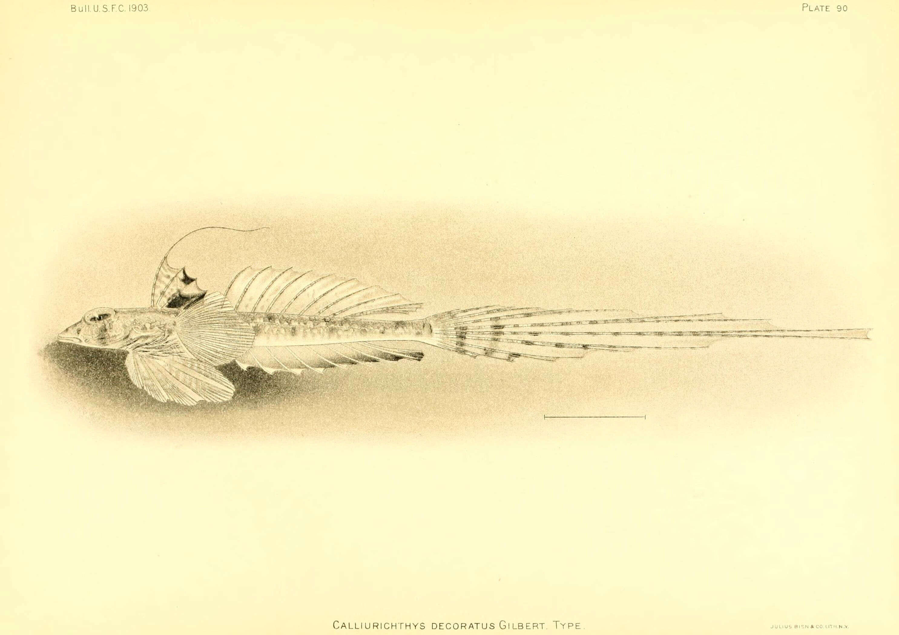 Image of Decorated dragonet