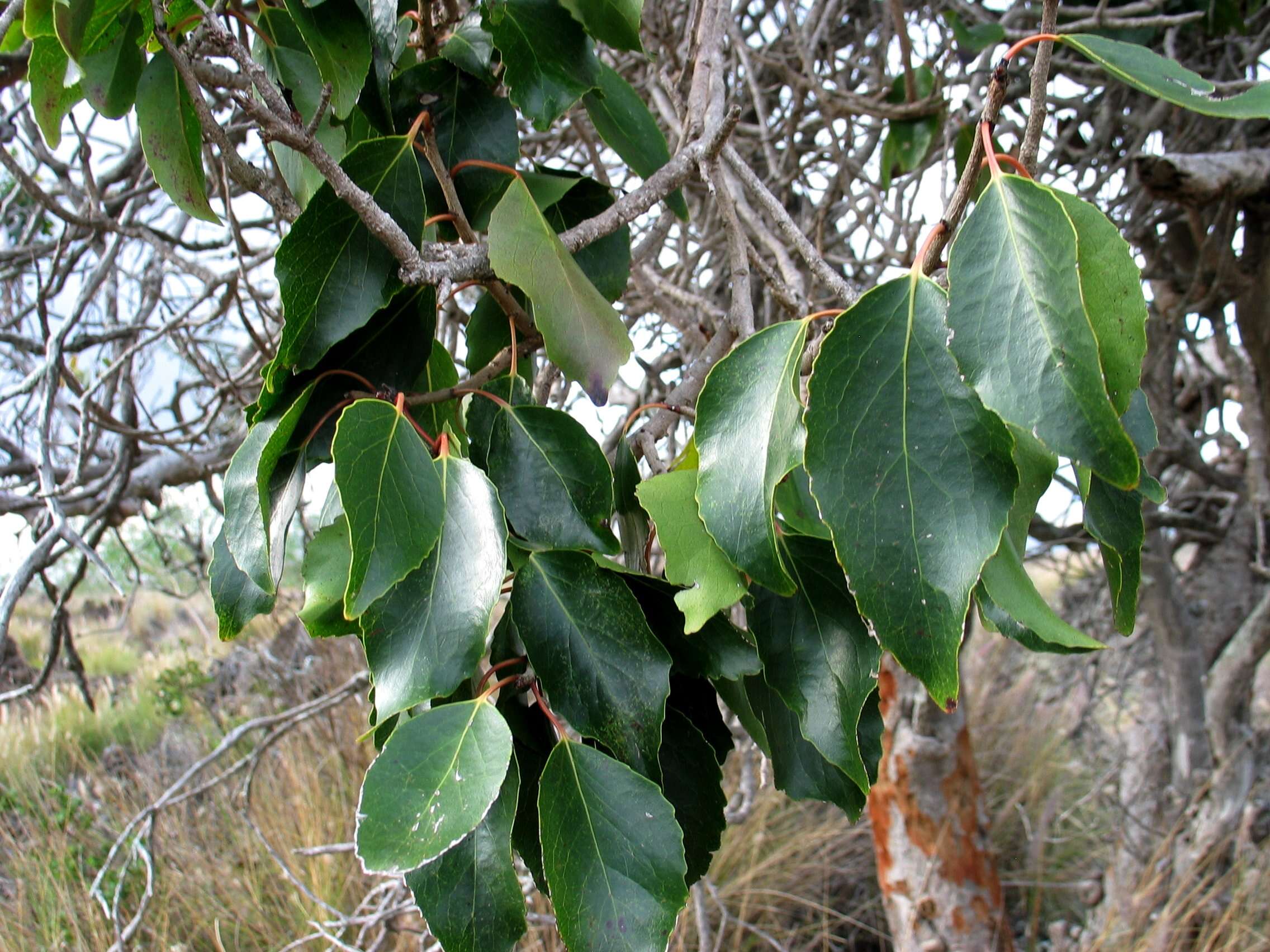 Image of Xylosma hawaiiense Seem.