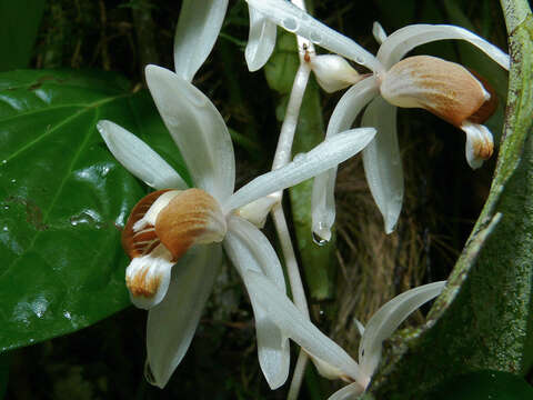 Coelogyne swaniana Rolfe resmi