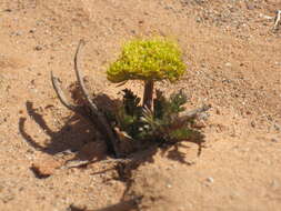 Lomatium latilobum (Rydb.) Mathias resmi