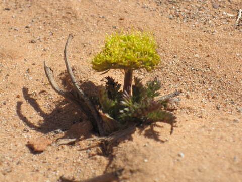 Lomatium latilobum (Rydb.) Mathias的圖片