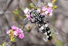 Image of flower-loving flies