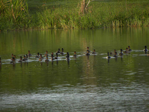 Image of Lesser Scaup