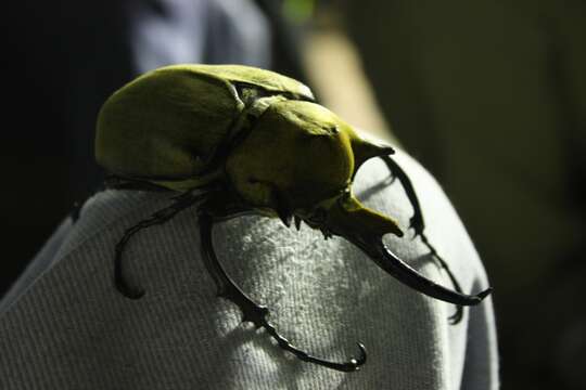 Image of Elephant beetle