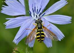 Image de Chrysotoxum elegans Loew 1841