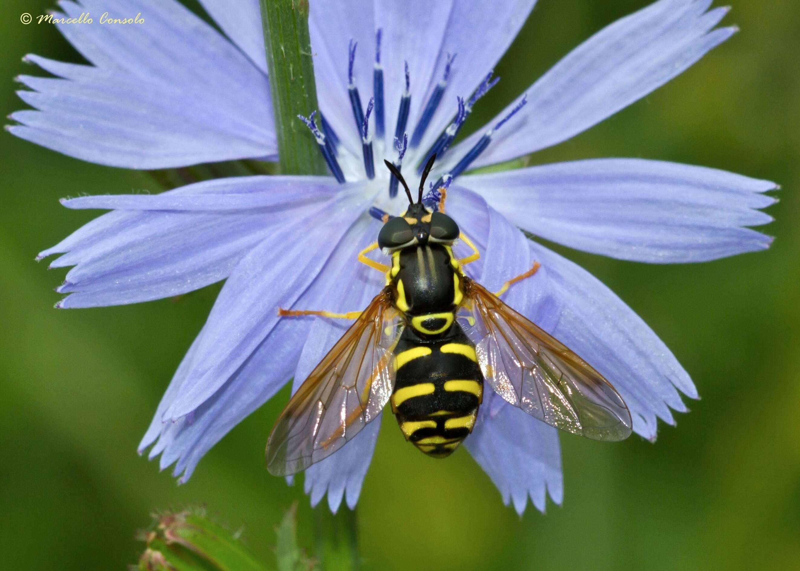 Image de Chrysotoxum elegans Loew 1841