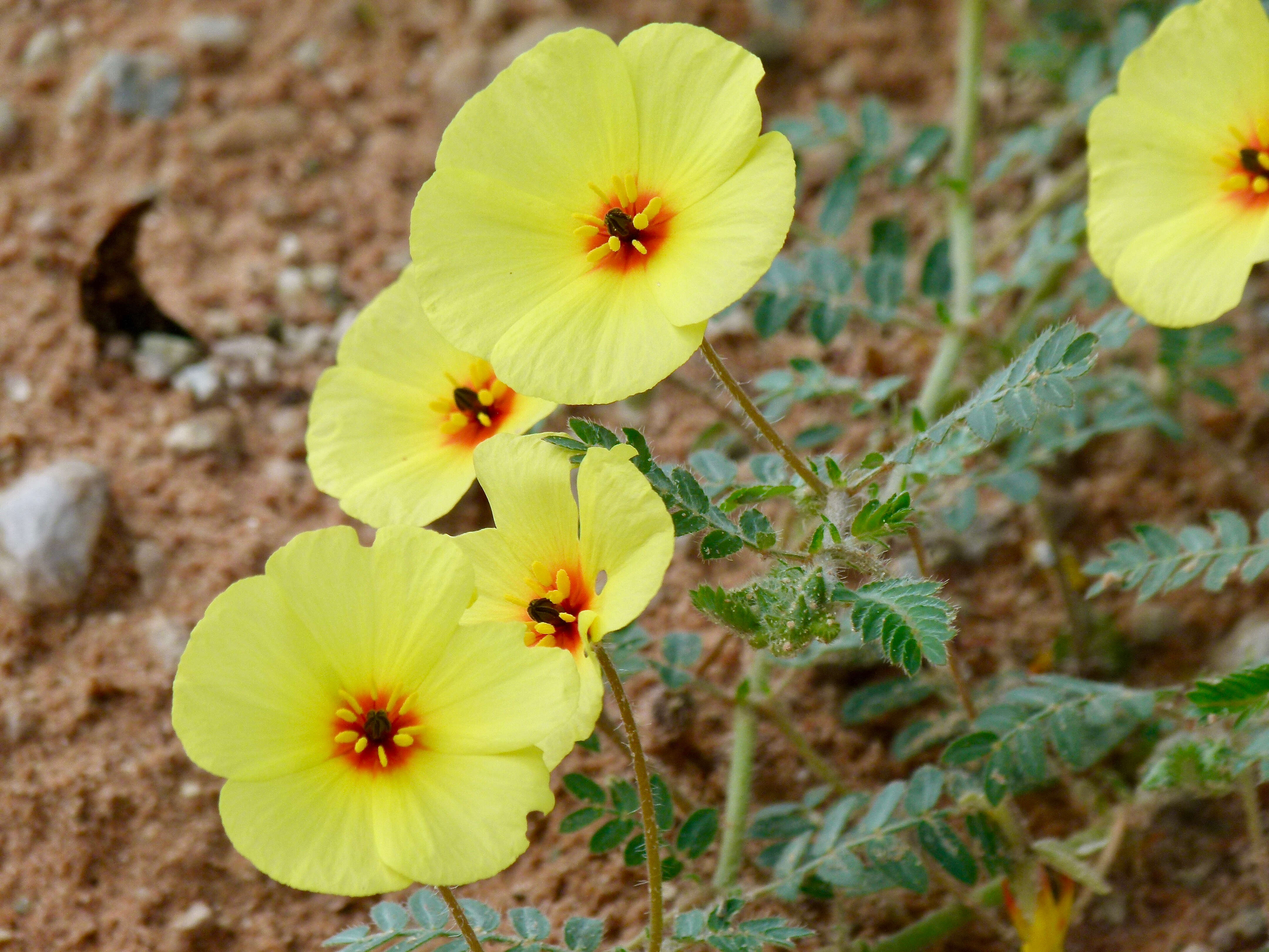 Image of puncture vine