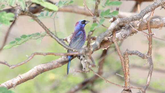 Plancia ëd Passerina versicolor (Bonaparte 1838)