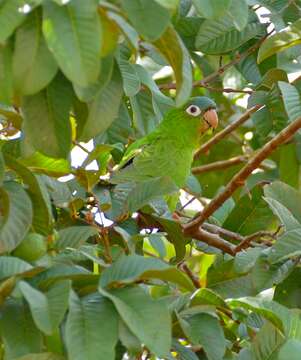 Image of Aratinga acuticaudata