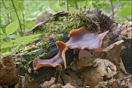 Image of black-footed polypore