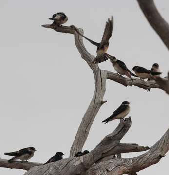 Image of Tree Martin