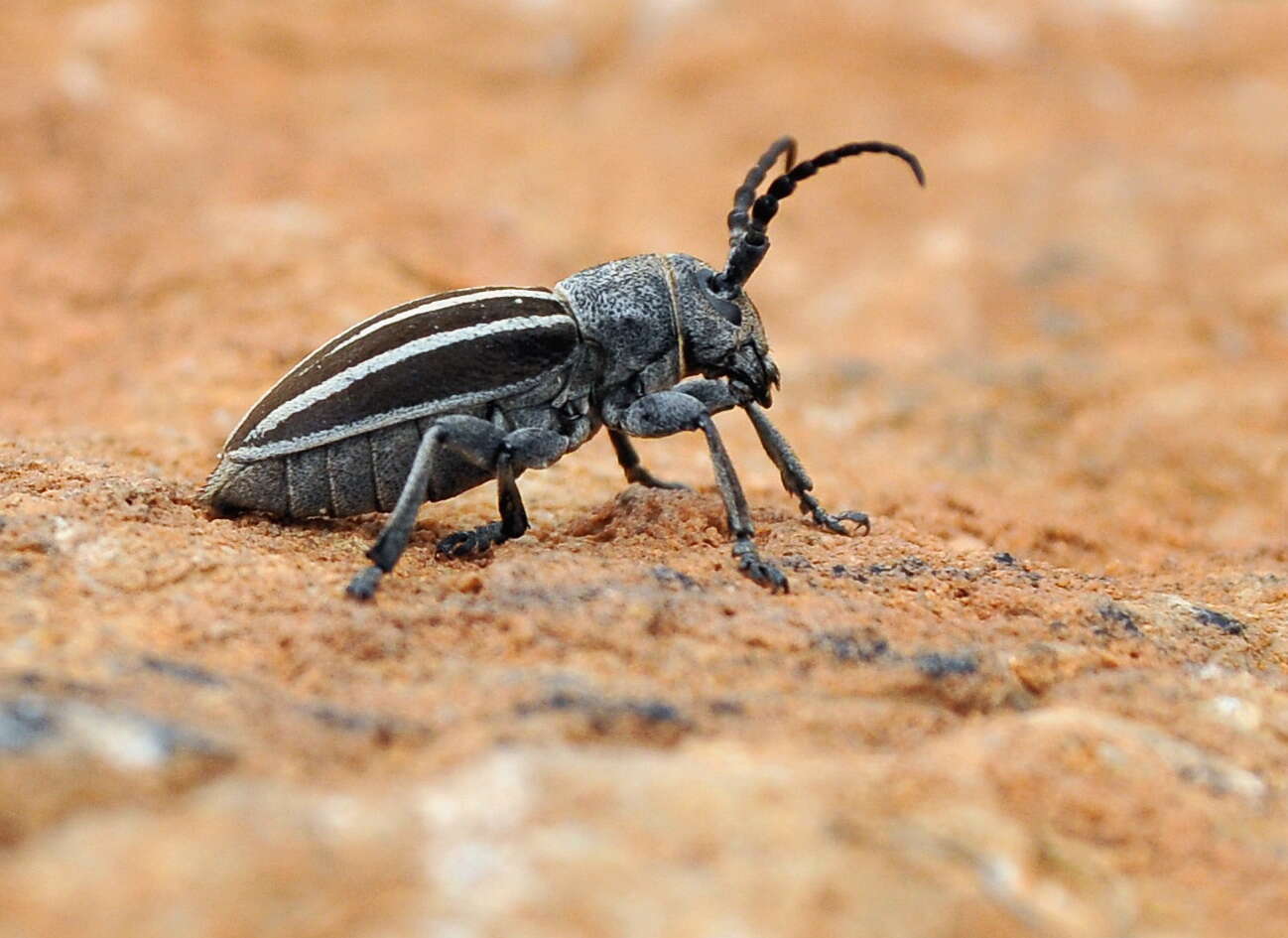 Image of Iberodorcadion fuliginator (Linné 1758)