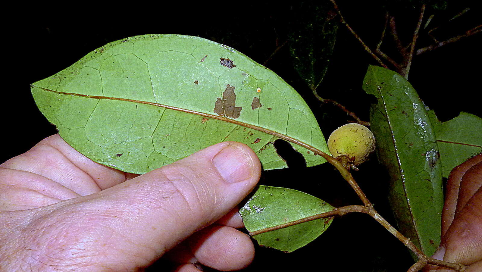 Image of Stephanopodium blanchetianum Baill.