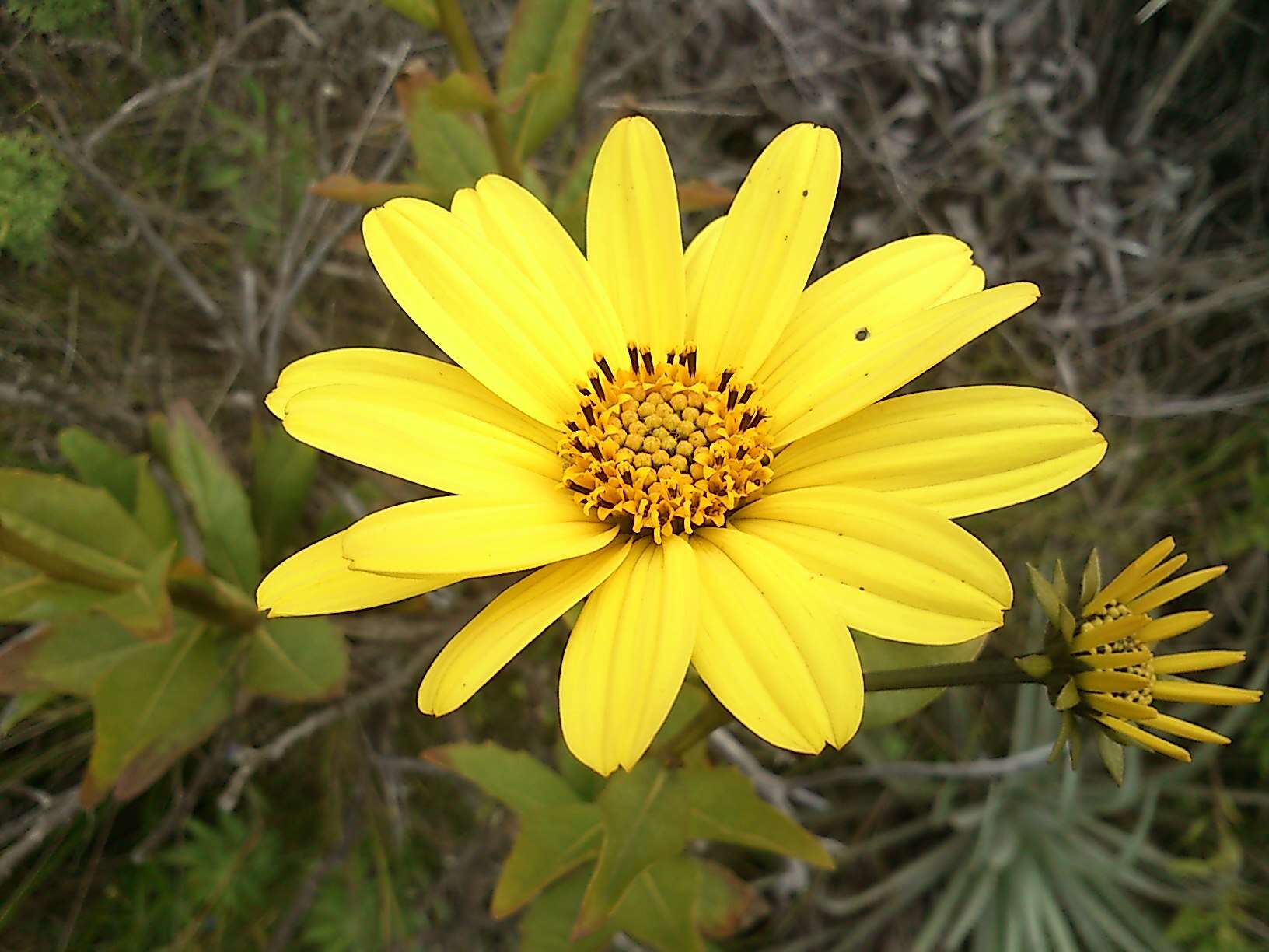 Image of Flourensia thurifera (Molina) DC.