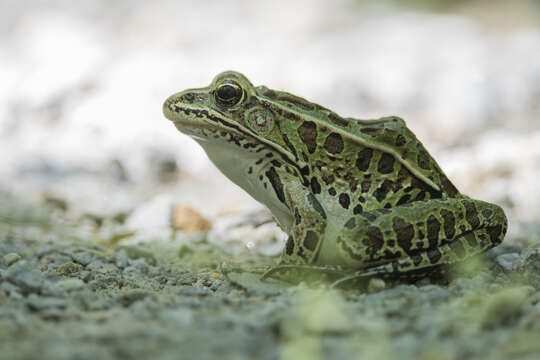 Image of Northern Leopard Frog