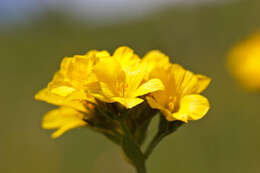 Image of Linum capitatum Schultes