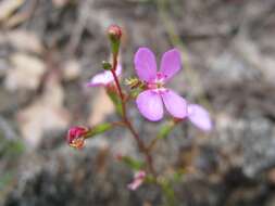 Image of Stylidium lineare Sw. ex Willd.