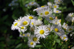 Image of prairie fleabane