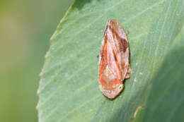 Image of spittlebugs