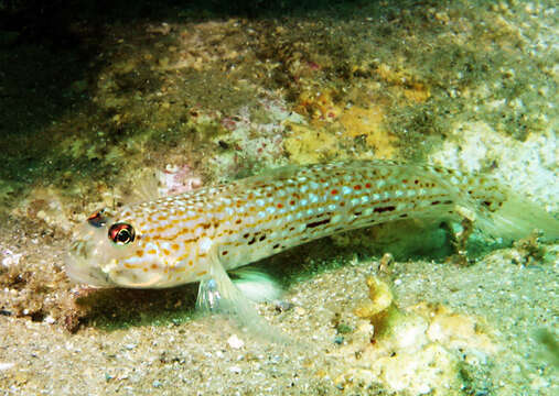 Image of Hoese&#39;s sandgoby