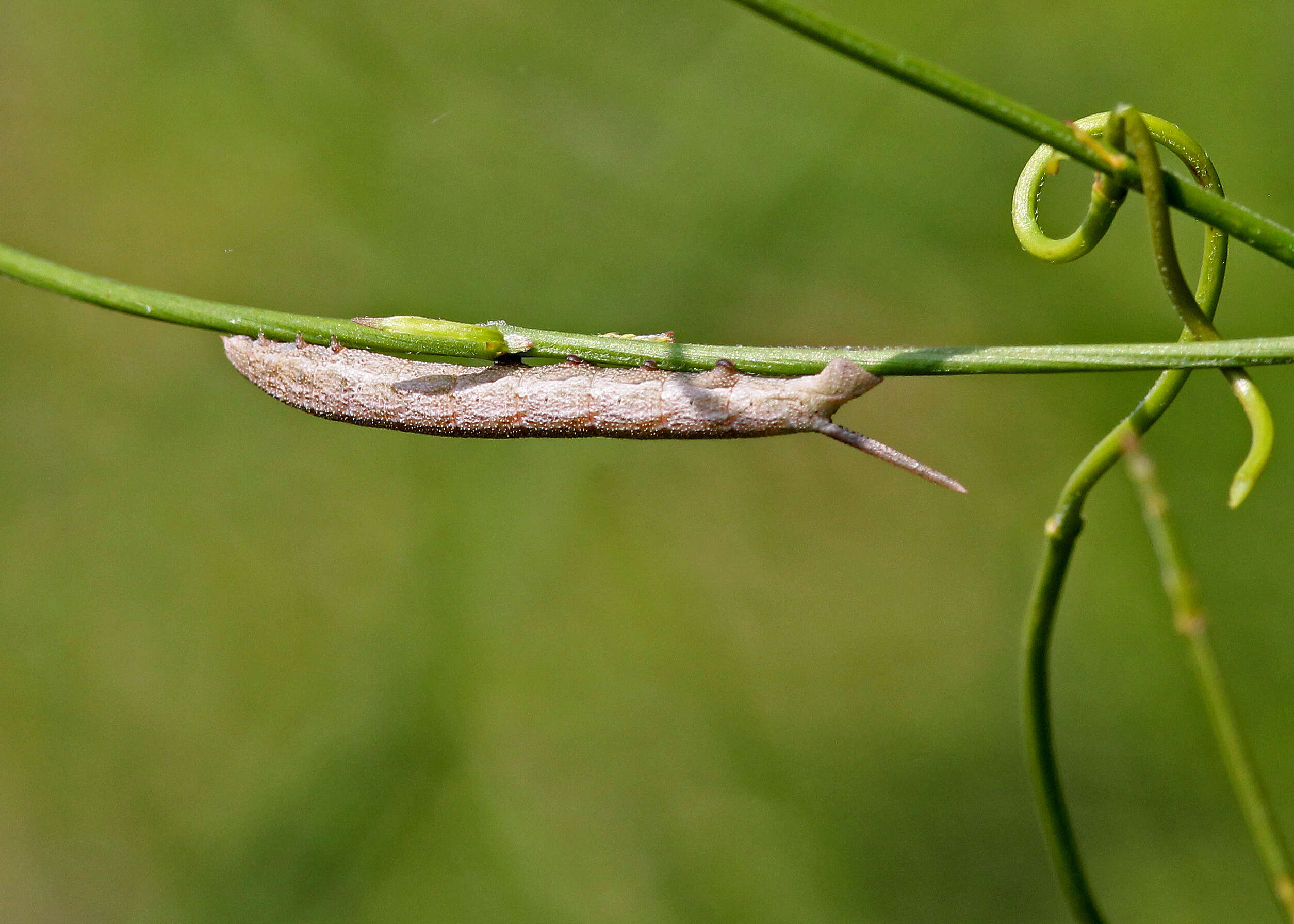 Image of Sphingidae
