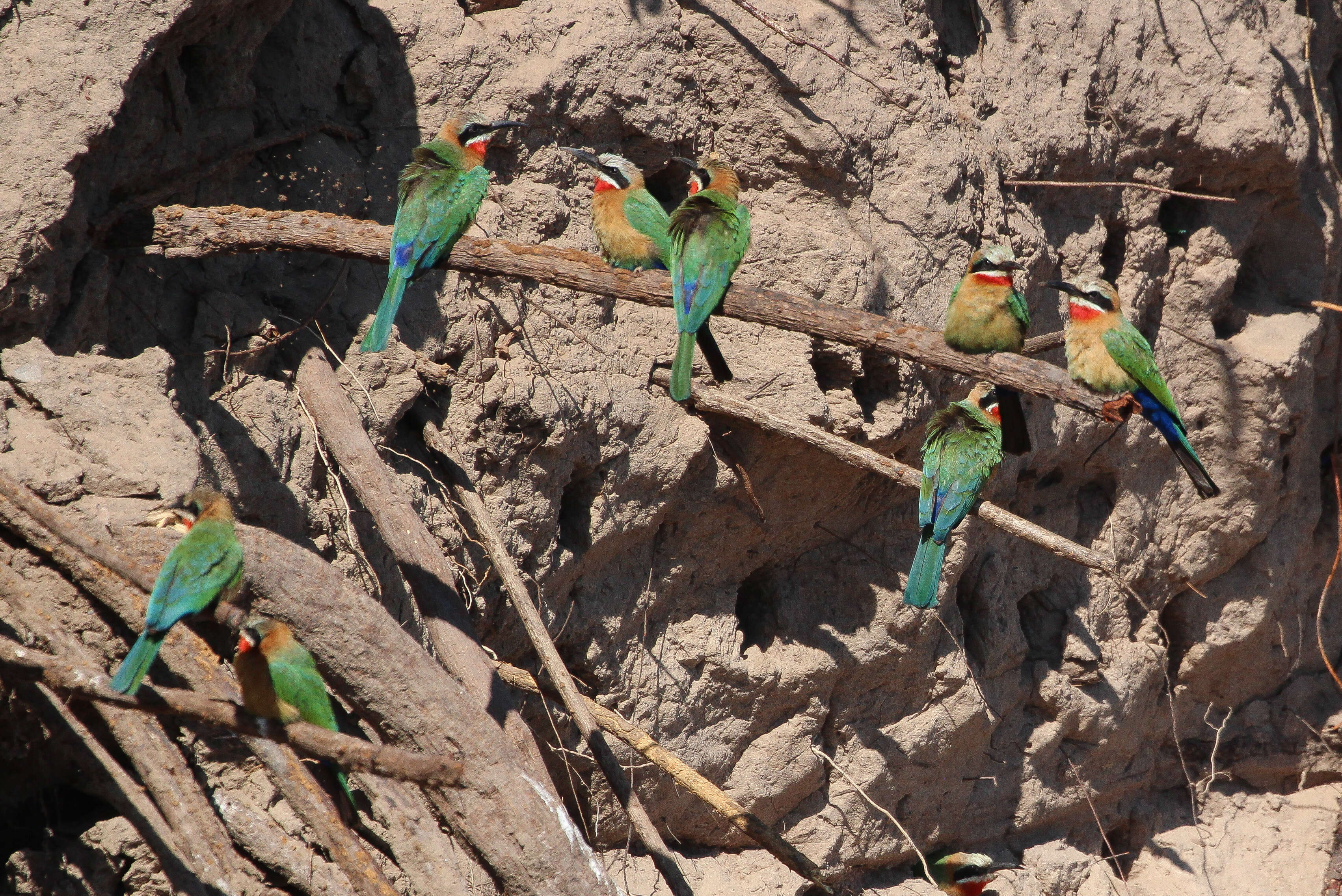 Image of White-fronted Bee-eater