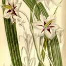 Image of Gladiolus aequinoctialis Herb.