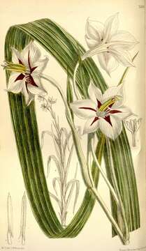 Plancia ëd Gladiolus aequinoctialis Herb.