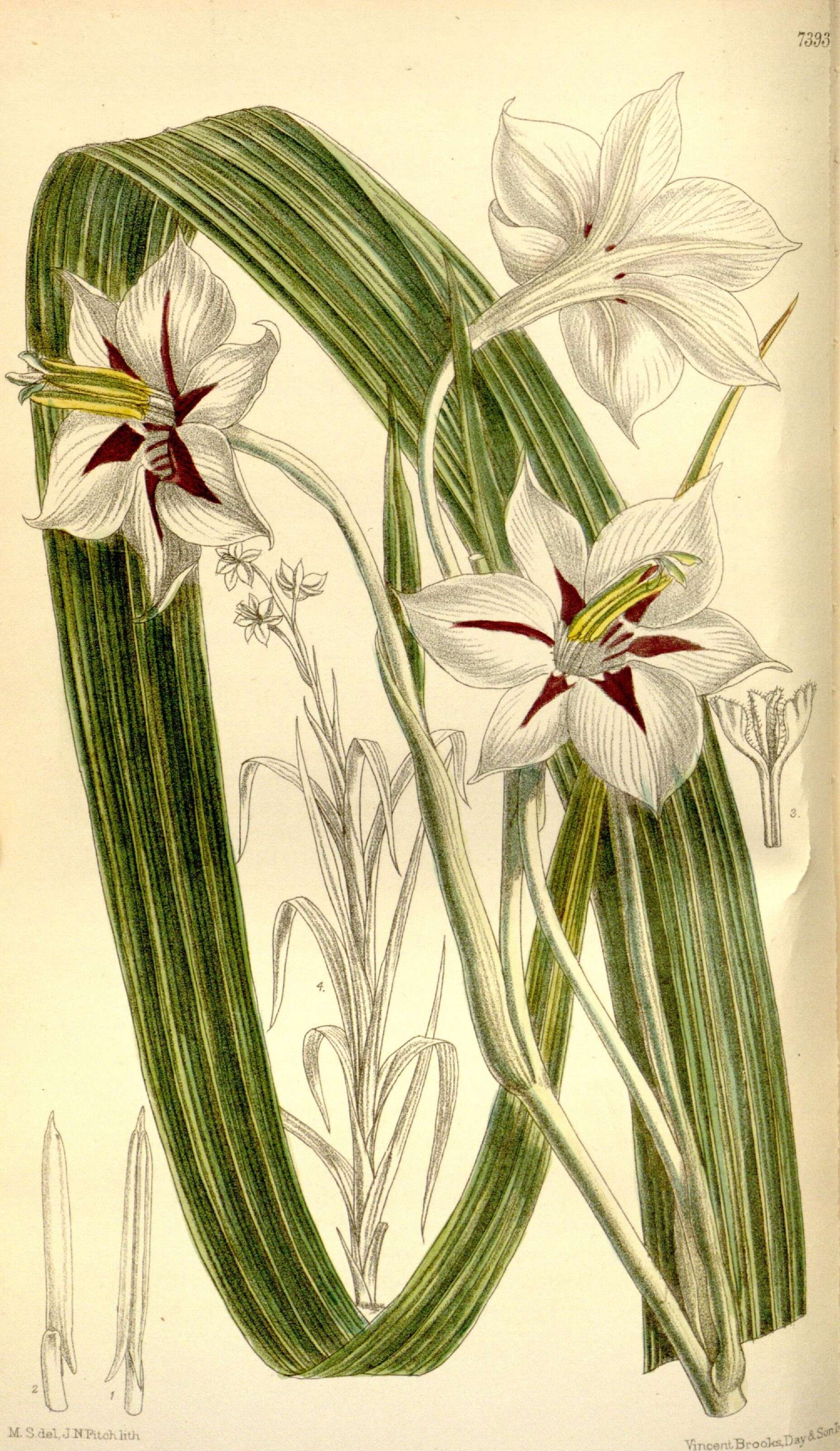 Image of Gladiolus aequinoctialis Herb.