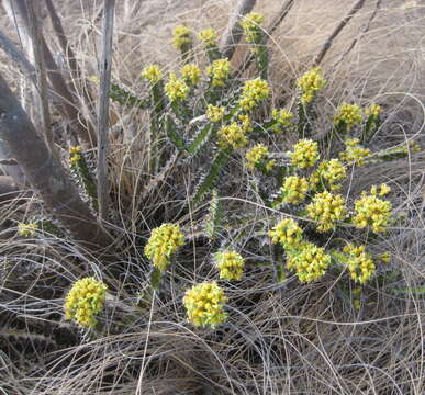 Image of Euphorbia ramulosa L. C. Leach