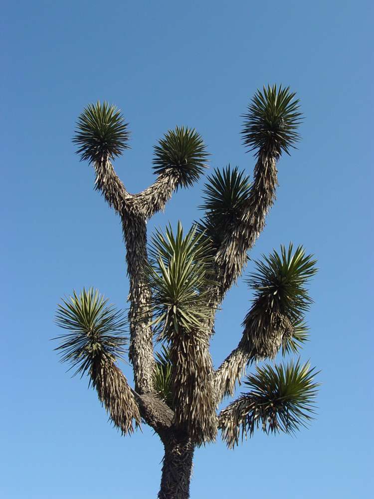 Image of yucca