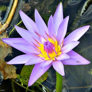 Image of Nymphaea nouchali var. zanzibariensis (Casp.) B. Verdcourt