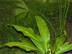 Image of Cyclanthus