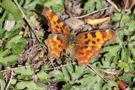 Image of Satyr Comma