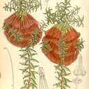 Image of Melaleuca sparsa (R. Br.) Craven & R. D. Edwards