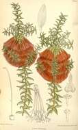 Image of Melaleuca sparsa (R. Br.) Craven & R. D. Edwards