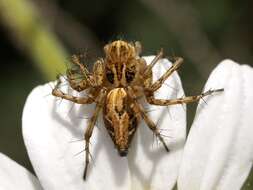 Image of lynx spiders