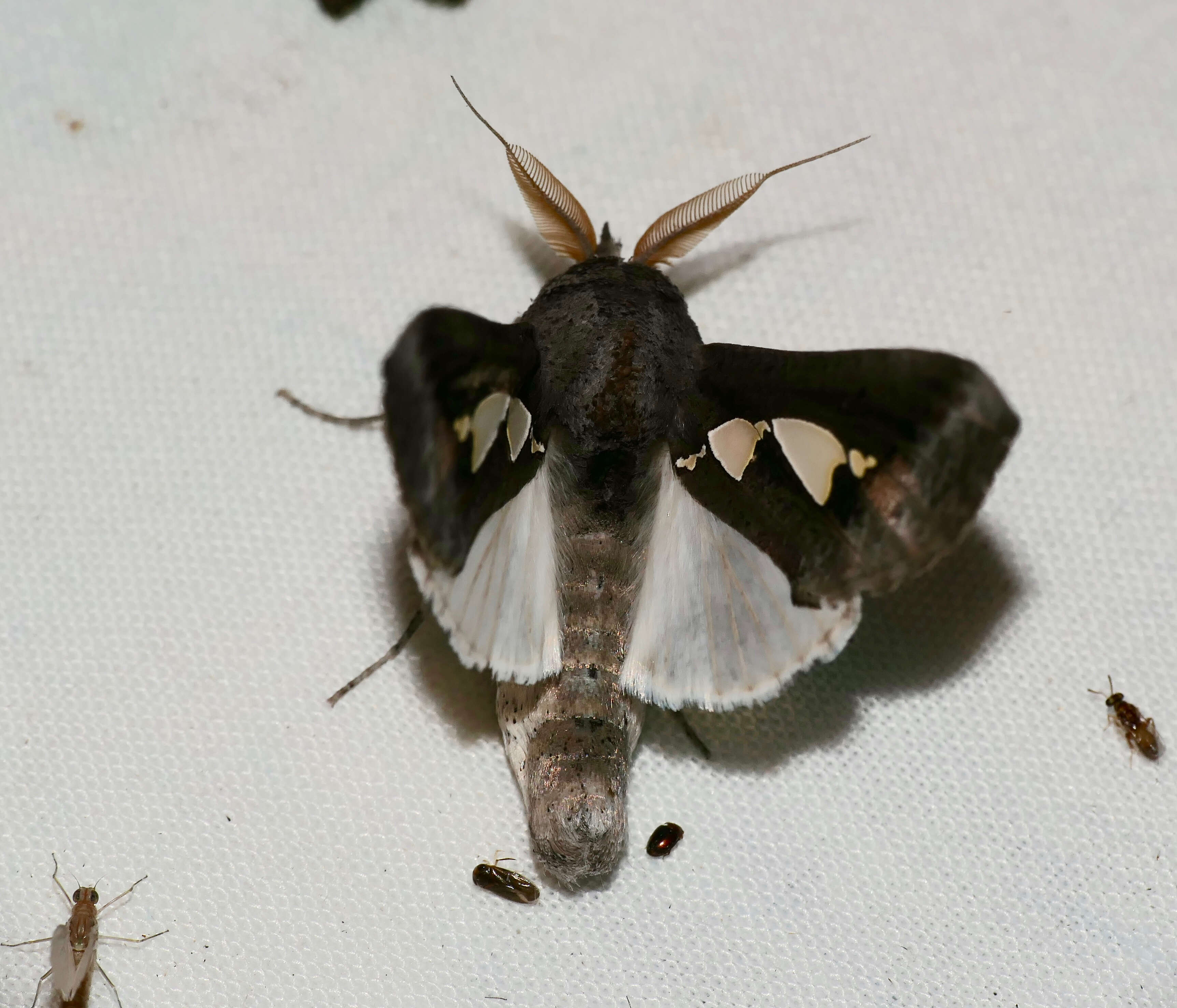 Image of Fruit-piercing Moths