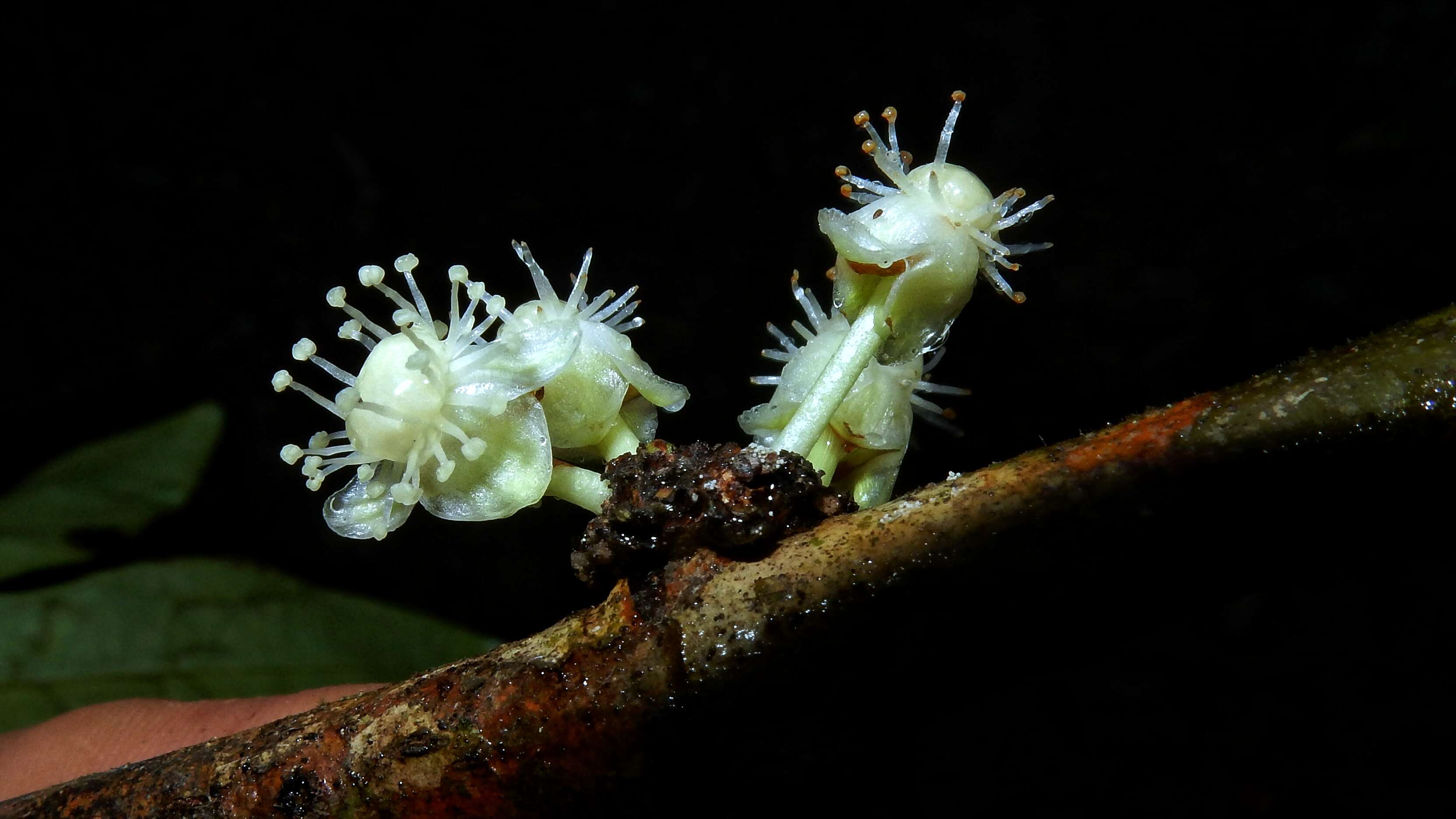 Sivun Garcinia macrophylla Mart. kuva