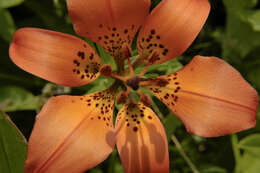 Lilium philadelphicum L. resmi