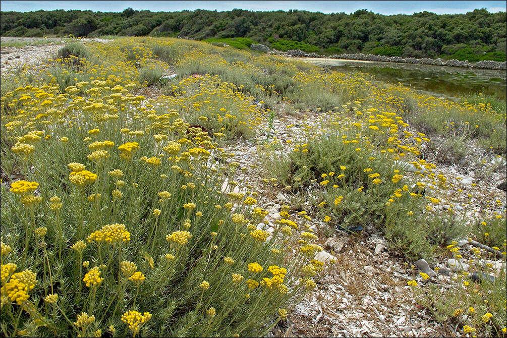 Слика од Helichrysum italicum (Roth) G. Don fil.