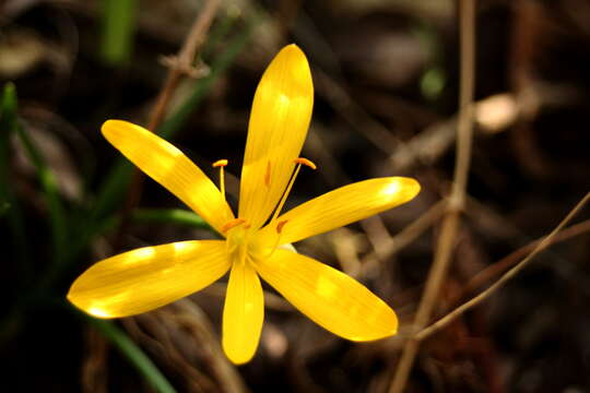 Image of winter daffodil