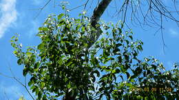 Image of Cordia acutifolia Fresen.