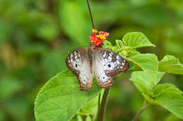 Image of White Peacock