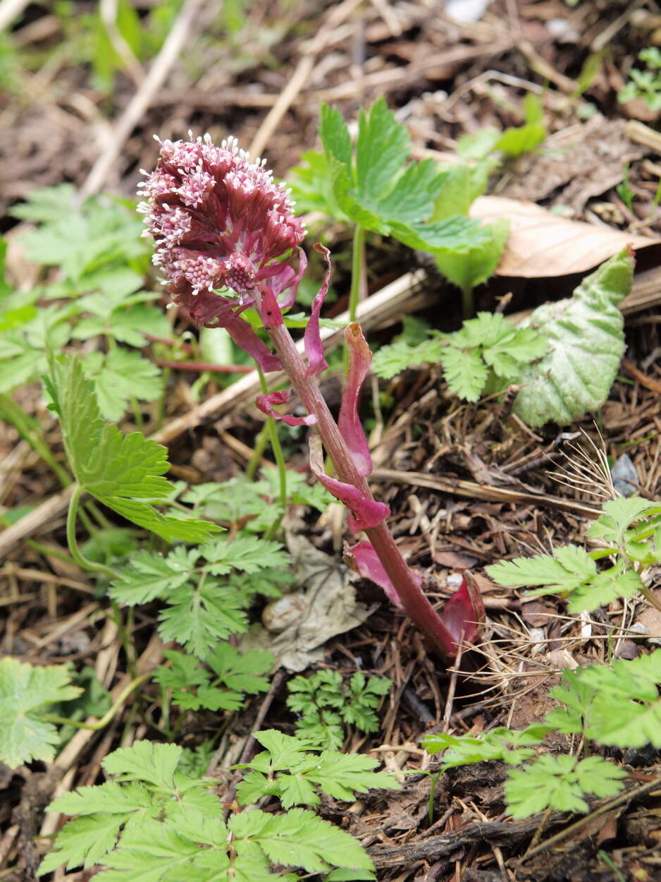 Image of pestilence wort