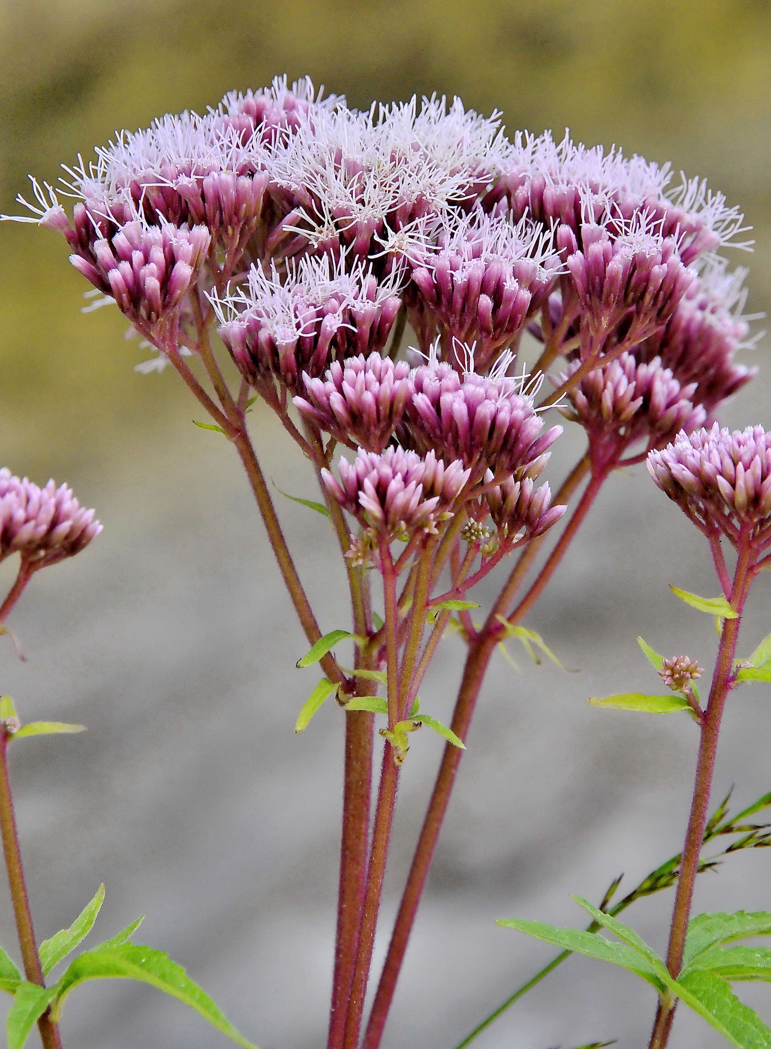 Image of Eupatorium cannabinum subsp. cannabinum